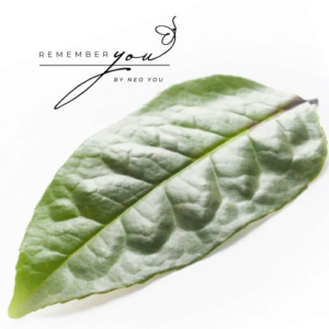 Ilex Guayusa - Losse bladeren (25 gram)